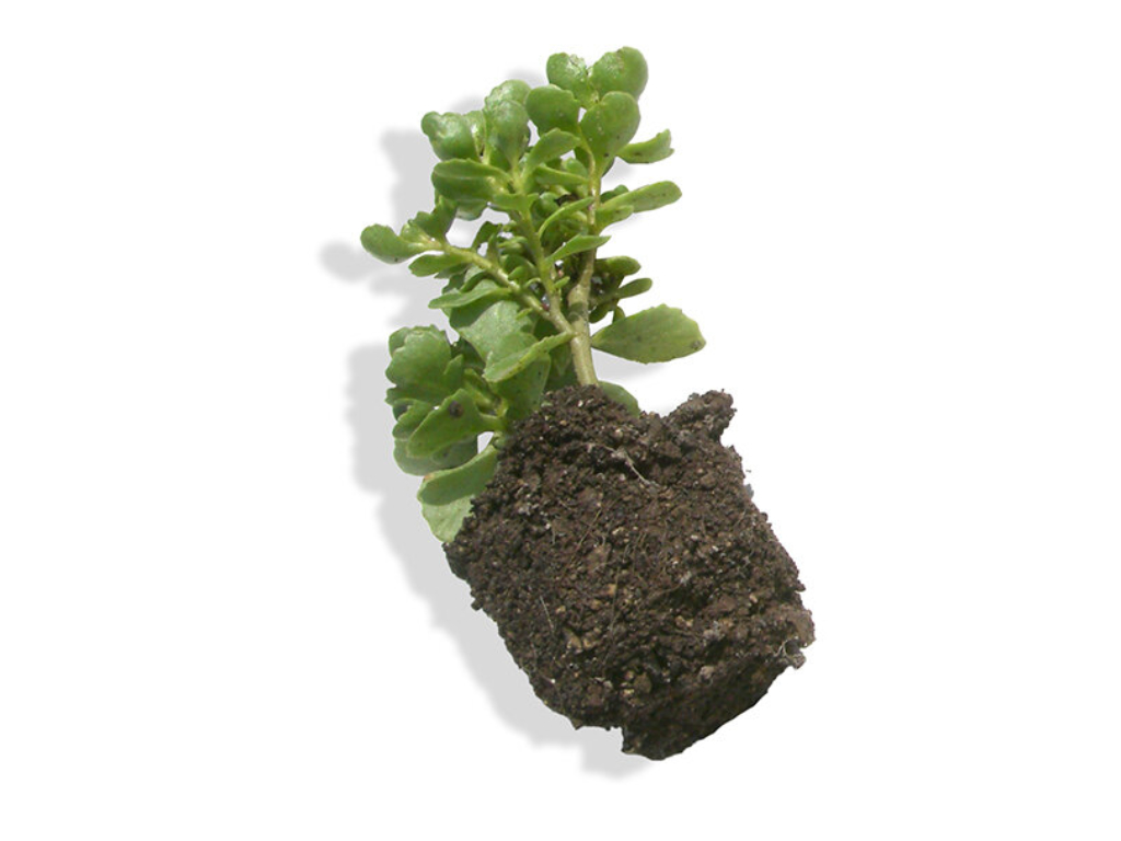 Flachballenstauden Sedum 5/6er Töpfe