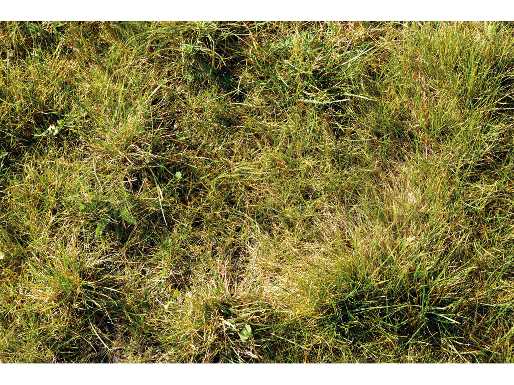 Schotterrasen – Vegetationstragdeckschicht