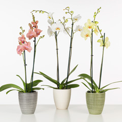 502 Orchideen